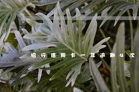 招行信用卡一年逾期4次，如何處理？